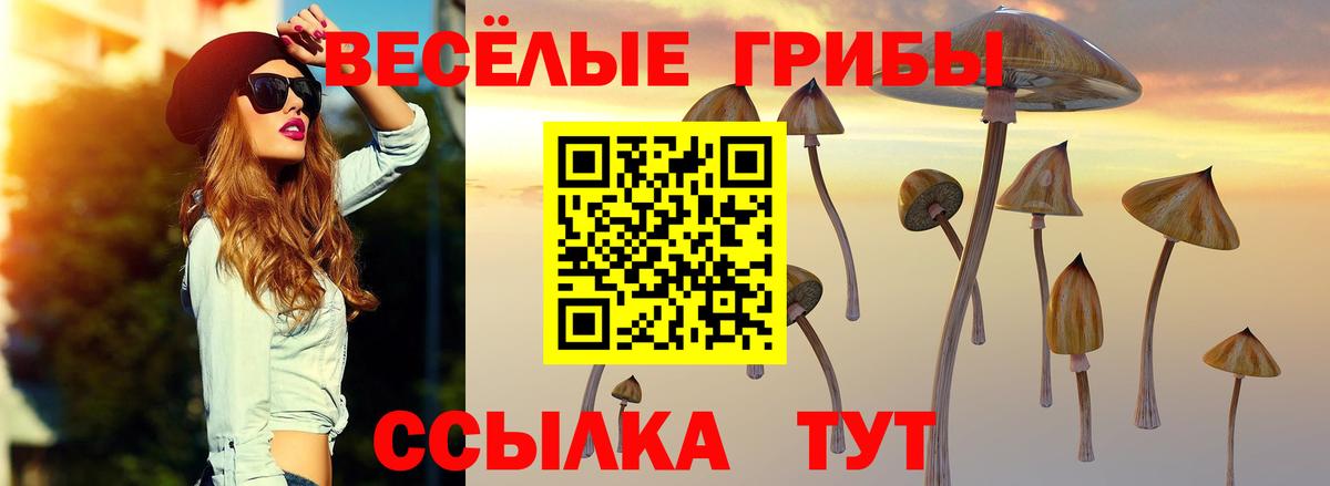 Псилоцибиновые грибы Psilocybe Десногорск